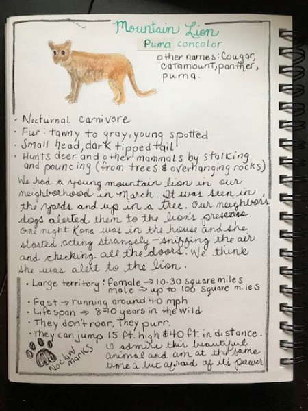 Mountain Lion mammal nature journal