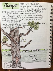 Nature Journal 2020 examples 