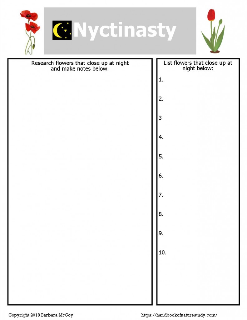 Nyctinasty notebook page