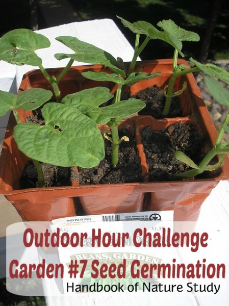 Outdoor Hour Challenge Garden 7 seed germination