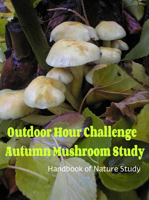 Outdoor Hour Challenge Autumn Mushroom Nature Study