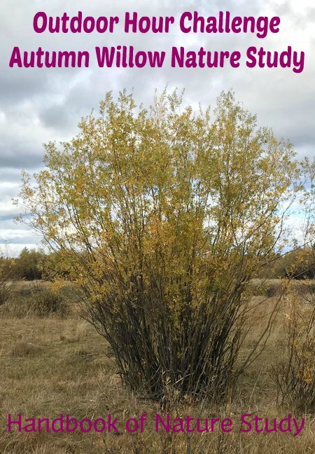 Outdoor Hour Challenge Autumn Willow Nature Study