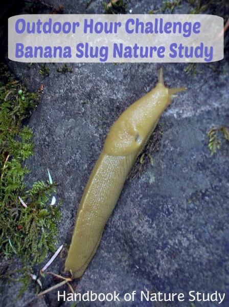 Outdoor Hour Challenge Banana Slug Nature Study