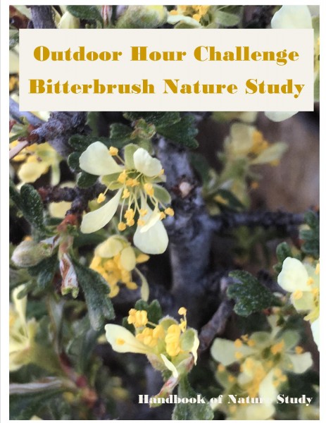 Outdoor Hour Challenge Bitterbrush