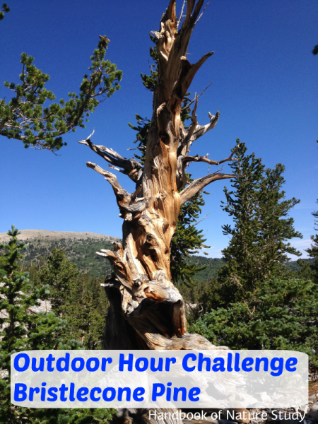 Outdoor Hour Challenge Bristlecone Pine Nature Study