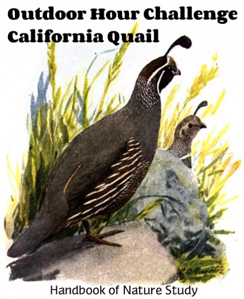 Outdoor Hour Challenge California Quail nature study