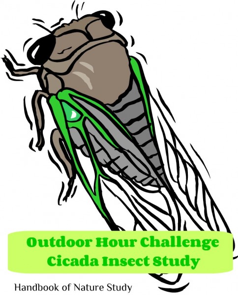 Outdoor Hour Challenge Cicada Nature Study