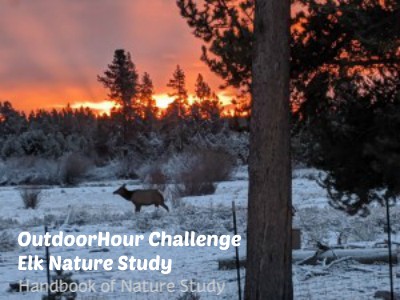 Outdoor Hour Challenge Elk Nature Study