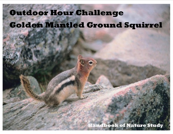 Outdoor Hour Challenge Golden Mantled Ground Squirrel