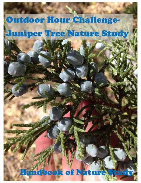 Outdoor Hour Challenge Juniper Tree Nature Study