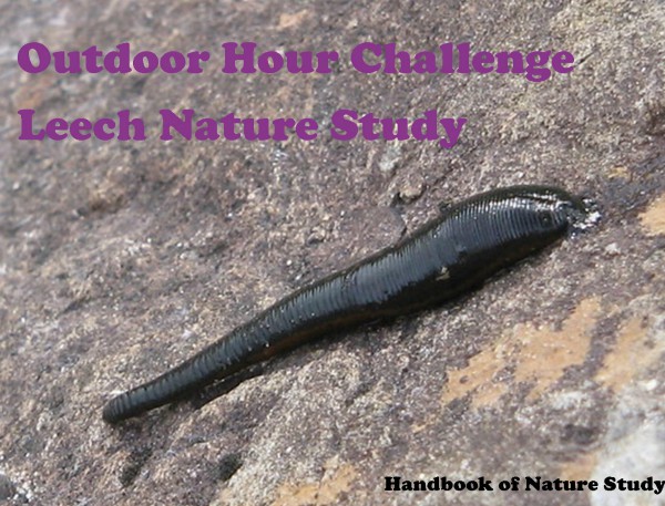 Outdoor Hour Challenge Leech nature study graphic