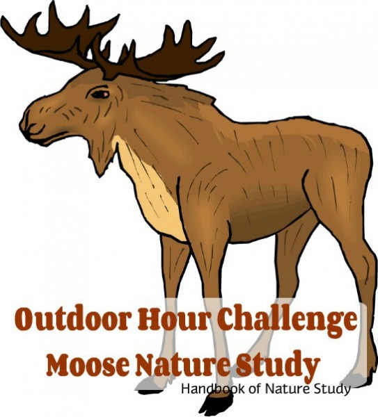 Outdoor Hour Challenge Moose Nature Study