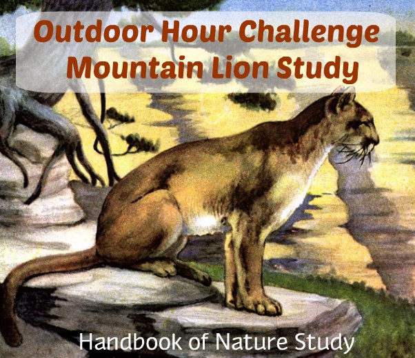 Outdoor Hour Challenge Mountain LIon nature study