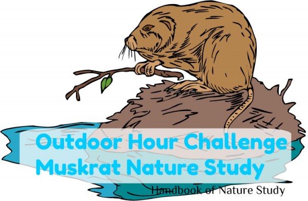 Outdoor Hour Challenge Muskrats