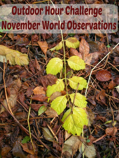 Outdoor Hour Challenge November World Observations
