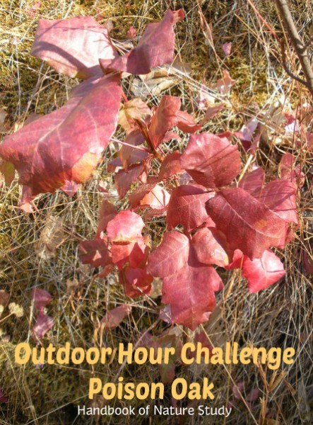 Outdoor Hour Challenge Poison Oak nature study
