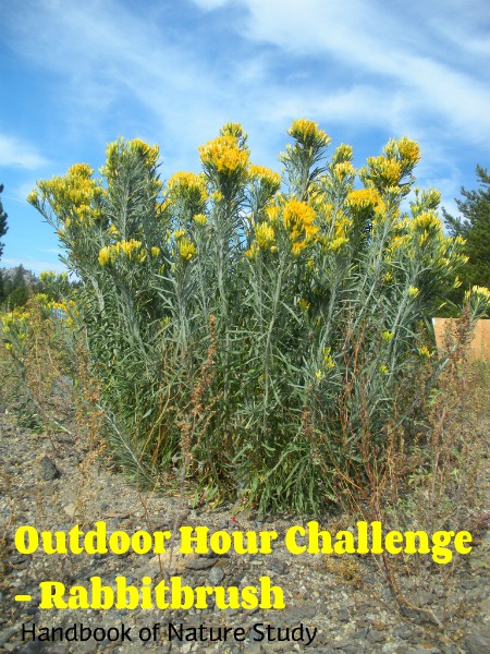 Outdoor Hour Challenge  Rabbitbrush nature study