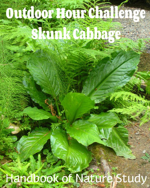 Outdoor Hour Challenge Skunk Cabbage nature study