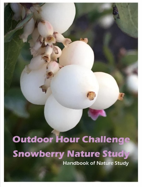 Outdoor Hour Challenge Snowberry Shrub Nature Study