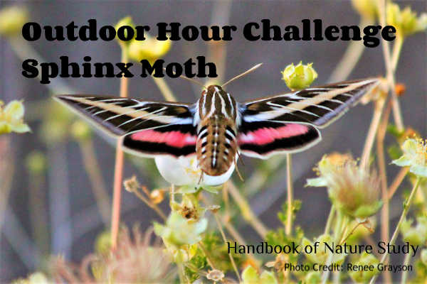 Outdoor Hour Challenge Sphinx Moth nature study