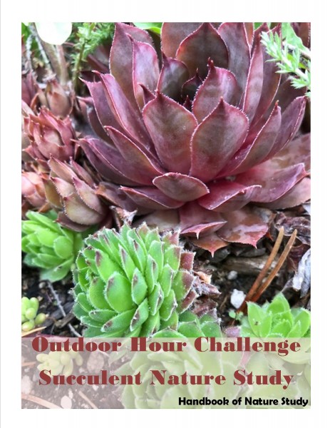 Outdoor Hour Challenge Succulents Nature Study