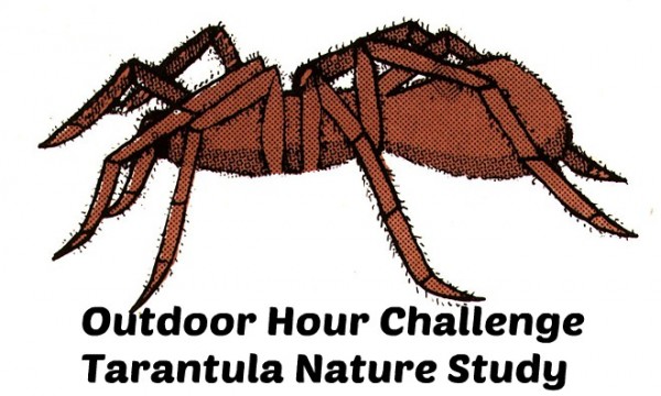 Outdoor Hour Challenge Tarantula nature study