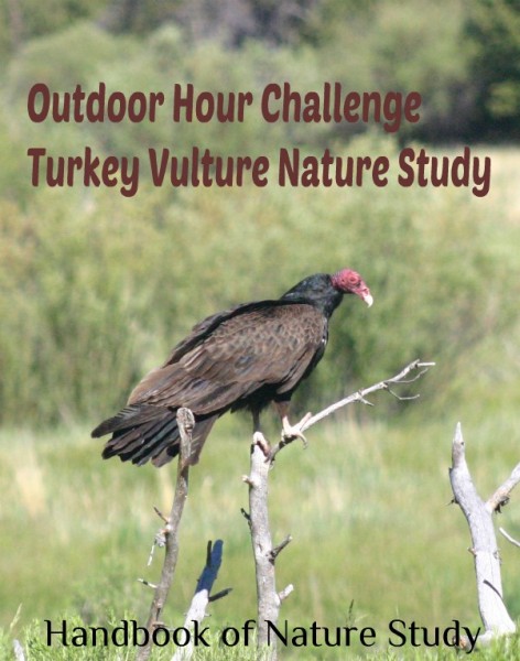 Outdoor Hour Challenge Turkey Vulture nature study