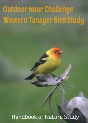 Outdoor Hour Challenge Western Tanaer bird Study