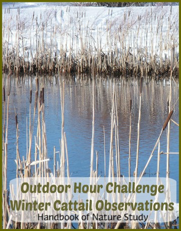 Outdoor Hour Challenge Winter Cattail Observations @handbookofnaturestudy