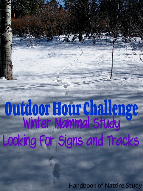 Outdoor Hour Challenge Winter Mammals Looking for Signs and Tracks