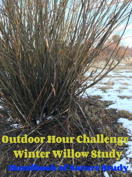 Outdoor Hour Challenge Winter Willow Study