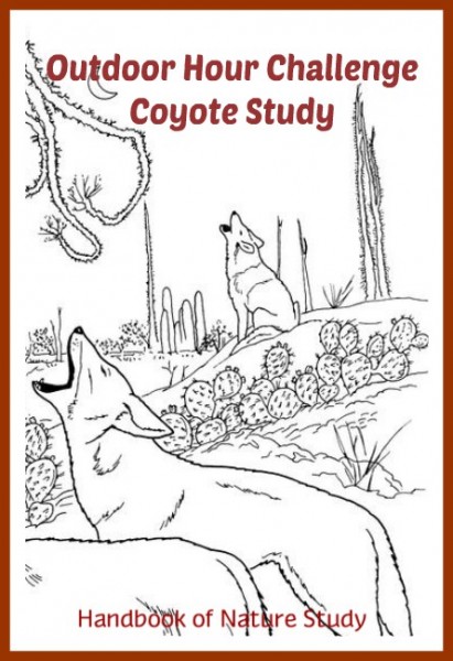 Outdoor Hour Challenge coyote nature study