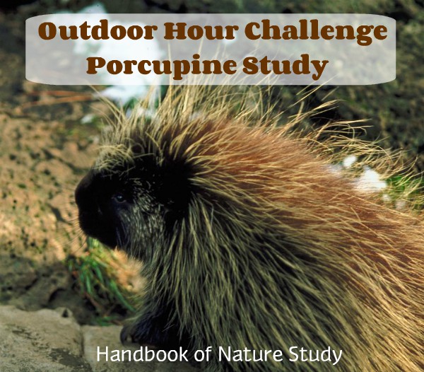 Outdoor Hour challenge Porcupine Study