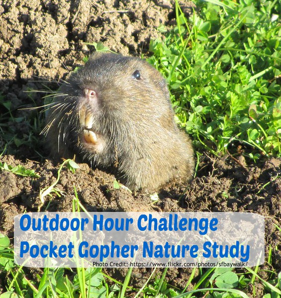 Pocket Gopher Nature Study Outdoor Hour challenge