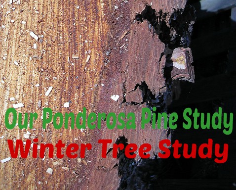 Ponderosa Pine Winter Tree Study