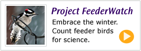 Project Feederwatch button