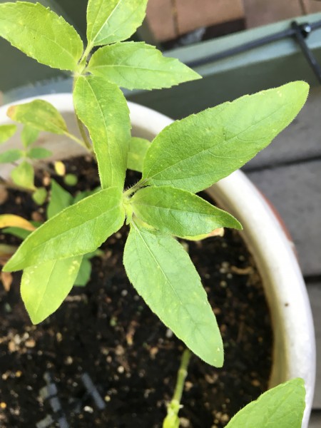 Seed Pot Project corn bean sunflower (4)