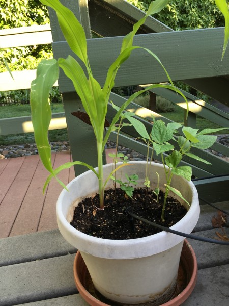 Seed Pot Project corn bean sunflower (6)