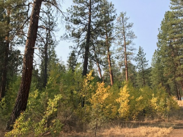 Shevlin Park October 2020