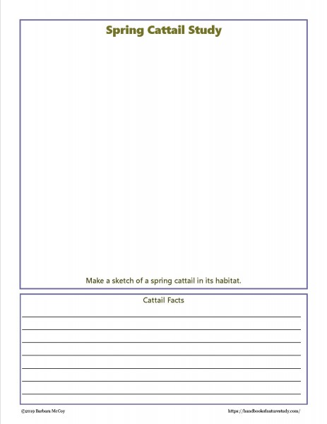 Spring Cattail Observation notebook page