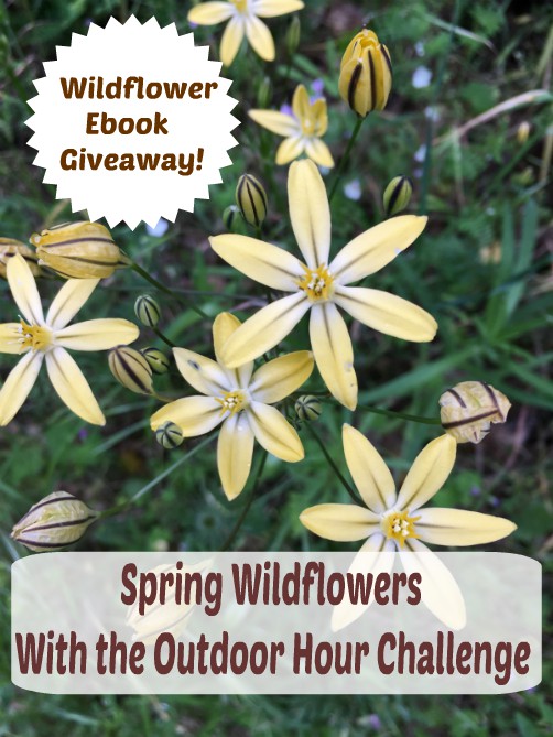 Spring Wildflowers with the OHC ebook giveaway and links