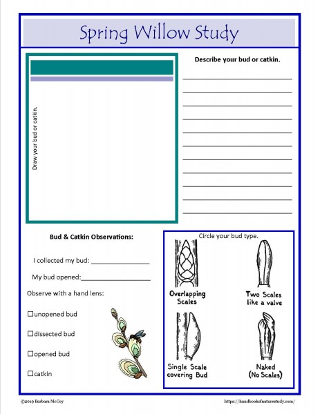 Spring Willow Study notebook page