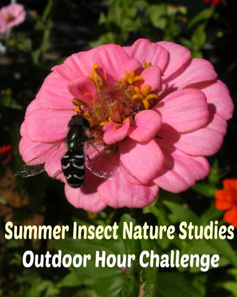 Summer Insect Studies