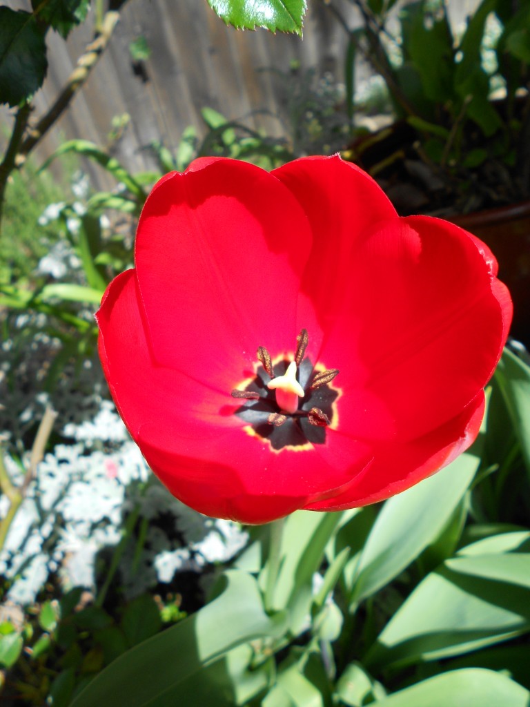 tulip nyctinasty