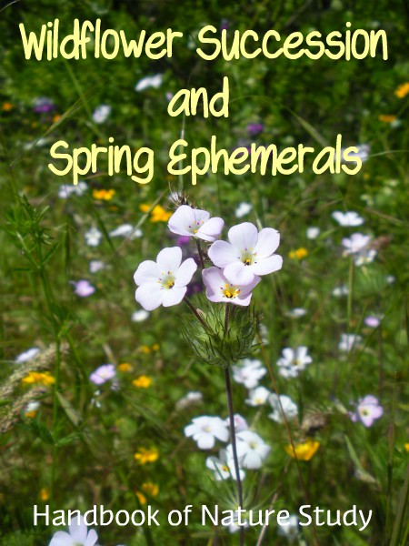 Wildflower Succession and Spring Ephemerals