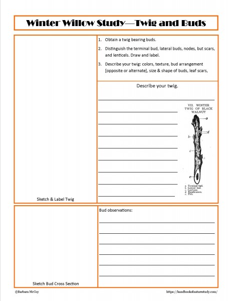 Winter Willow Study Twigs and Buds notebook page