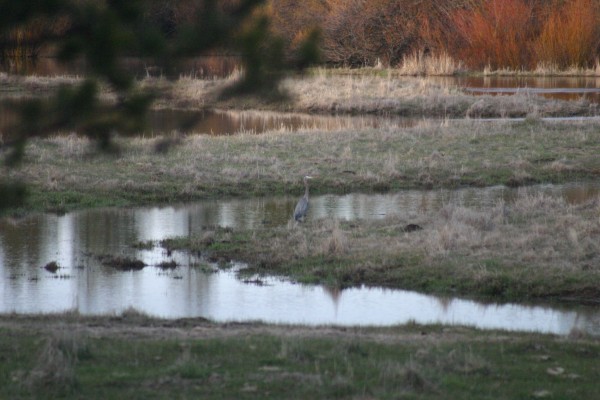 april 16 2019 great blue heron bird backyard (5)