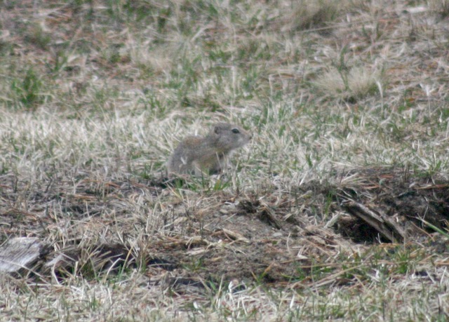 april 2018 ground squirrel mammal (1)