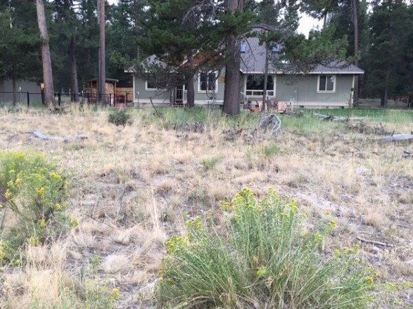 backyard before dry landscape oregon