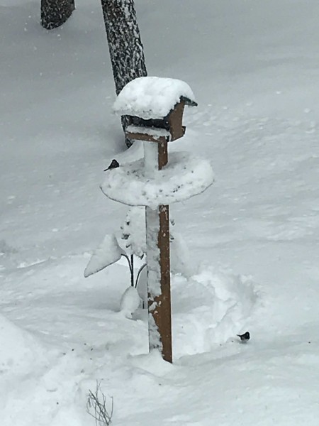 birdfeeder in the snow juncos